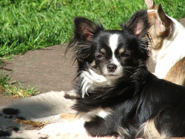 Hunde 016