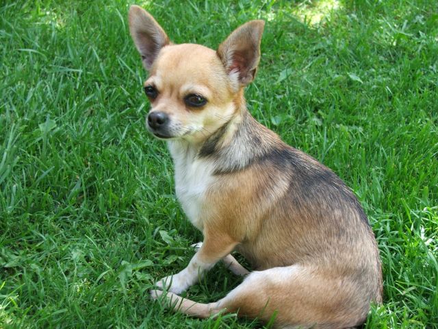 Hunde 158