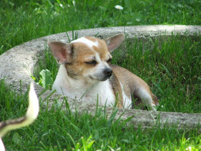 Hunde 167
