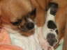 Bilder Hunde 024