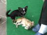 Bilder Hunde 030