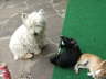 Bilder Hunde 031
