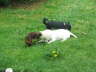 Bilder Hunde 049