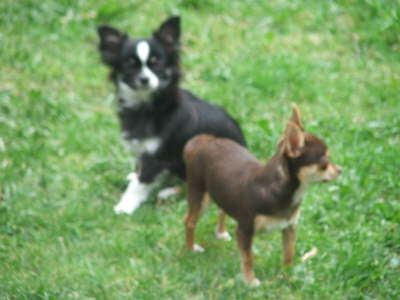 Bilder Hunde 053