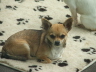 Bilder Hunde 056