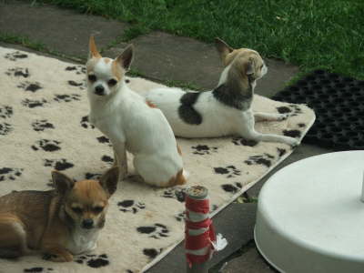 Bilder Hunde 058