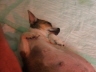 Bilder Hunde 073