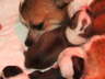 Bilder Hunde 086