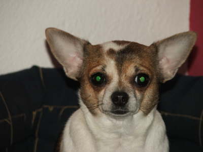 Hunde 007