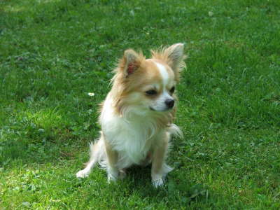 Hunde 025 (2)