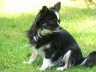 Hunde 027