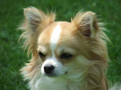 Hunde 029