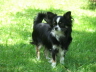 Hunde 041