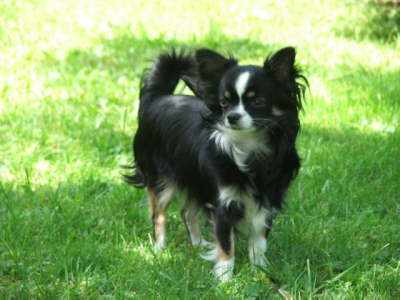 Hunde 041