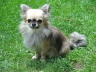 Hunde 053