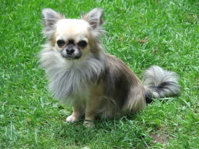 Hunde 053