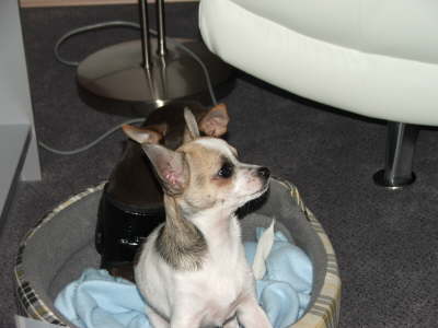 Hunde 059