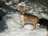 Hunde 078