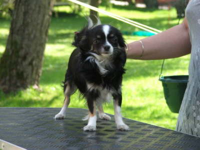 Hunde 122