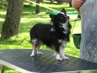 Hunde 128