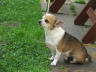 Hunde 144