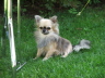 Hunde 146
