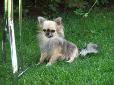 Hunde 146