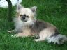 Hunde 152