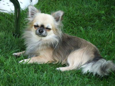 Hunde 152