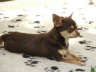 Hunde 181