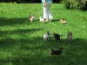Im Garten 6