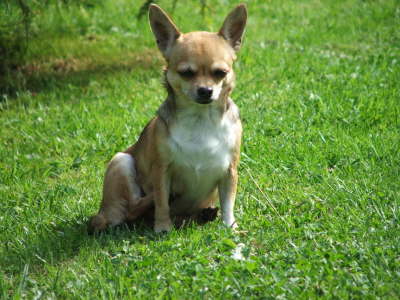 divPics 006