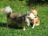 divPics 010