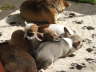 divPics 024