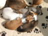 divPics 027