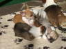 divPics 031