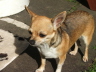 divPics 032