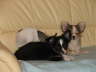 hunde Feber09 046