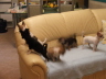 hunde Feber09 054